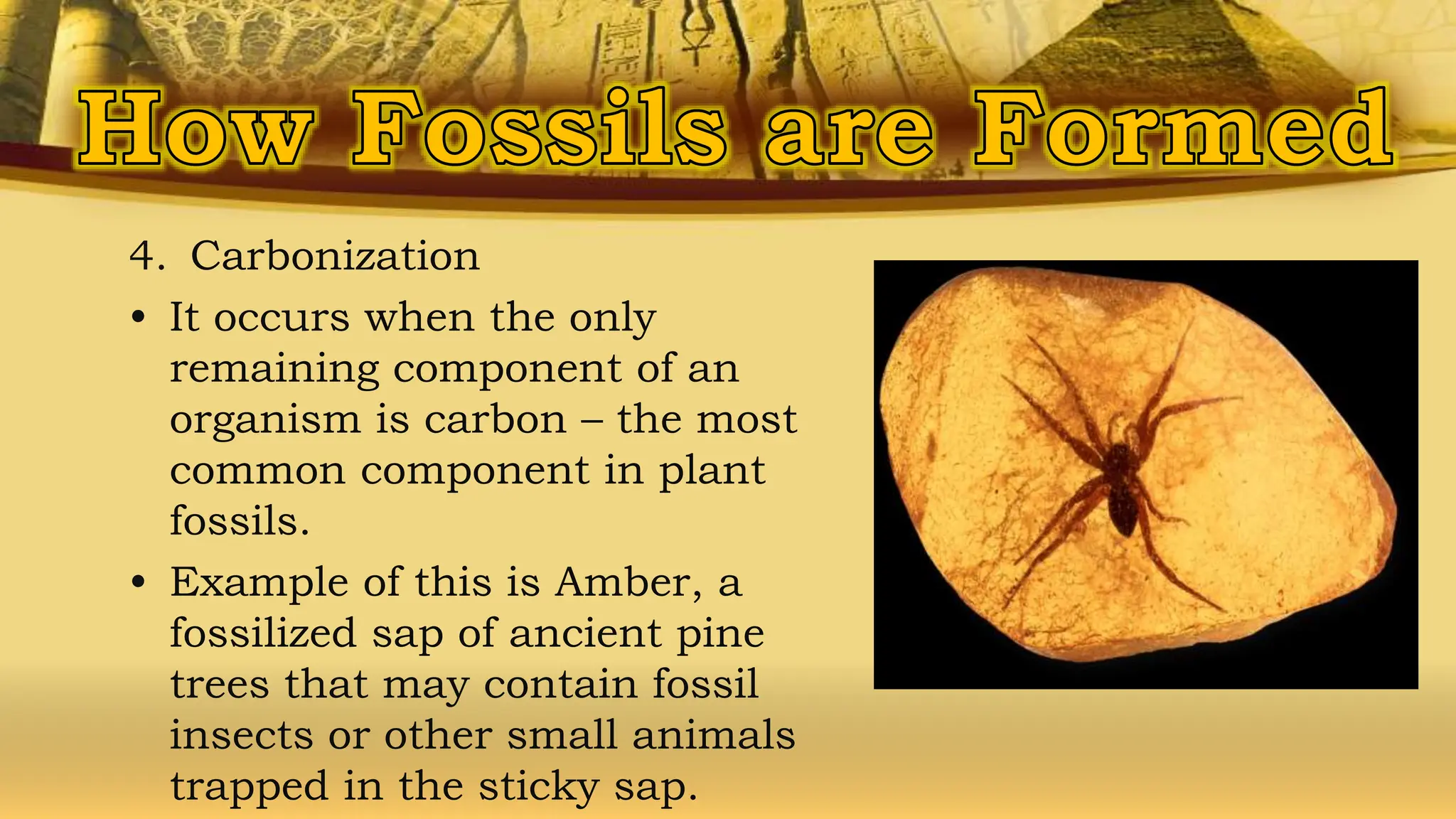 4. Carbonization
• It occurs when the only
remaining component of an
organism is carbon – the most
common component in plant
fossils.
• Example of this is Amber, a
fossilized sap of ancient pine
trees that may contain fossil
insects or other small animals
trapped in the sticky sap.
 