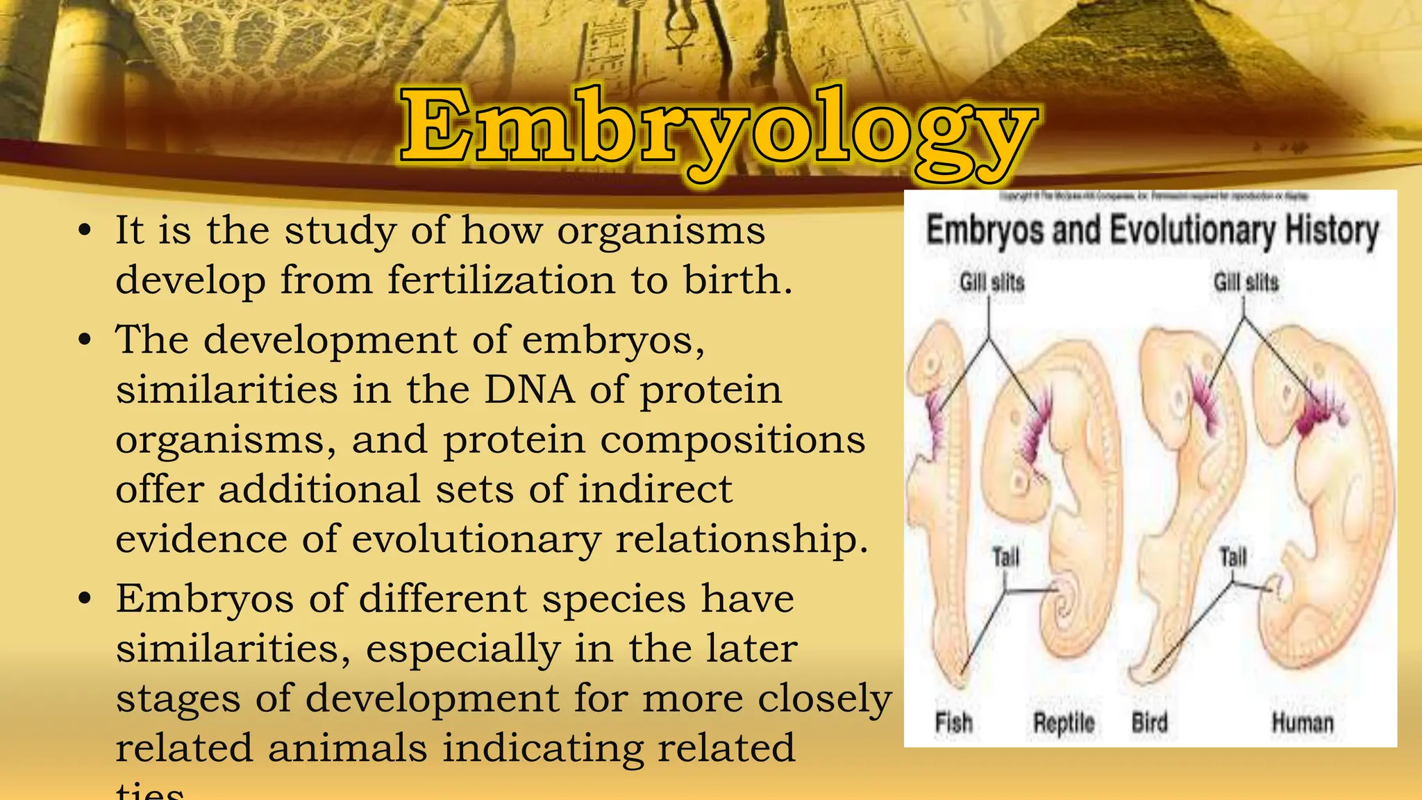 • It is the study of how organisms
develop from fertilization to birth.
• The development of embryos,
similarities in the DNA of protein
organisms, and protein compositions
offer additional sets of indirect
evidence of evolutionary relationship.
• Embryos of different species have
similarities, especially in the later
stages of development for more closely
related animals indicating related
 
