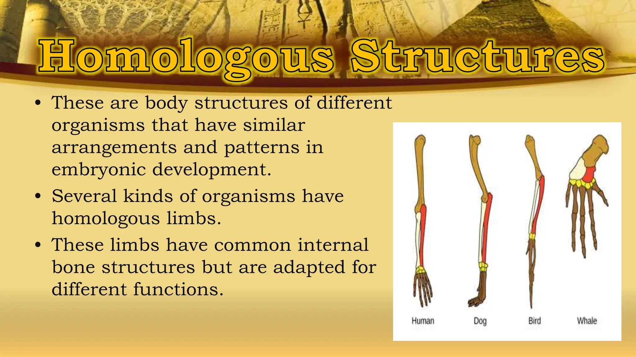 • These are body structures of different
organisms that have similar
arrangements and patterns in
embryonic development.
• Several kinds of organisms have
homologous limbs.
• These limbs have common internal
bone structures but are adapted for
different functions.
 