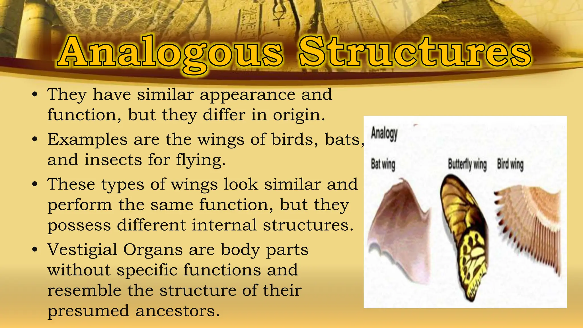 • They have similar appearance and
function, but they differ in origin.
• Examples are the wings of birds, bats,
and insects for flying.
• These types of wings look similar and
perform the same function, but they
possess different internal structures.
• Vestigial Organs are body parts
without specific functions and
resemble the structure of their
presumed ancestors.
 