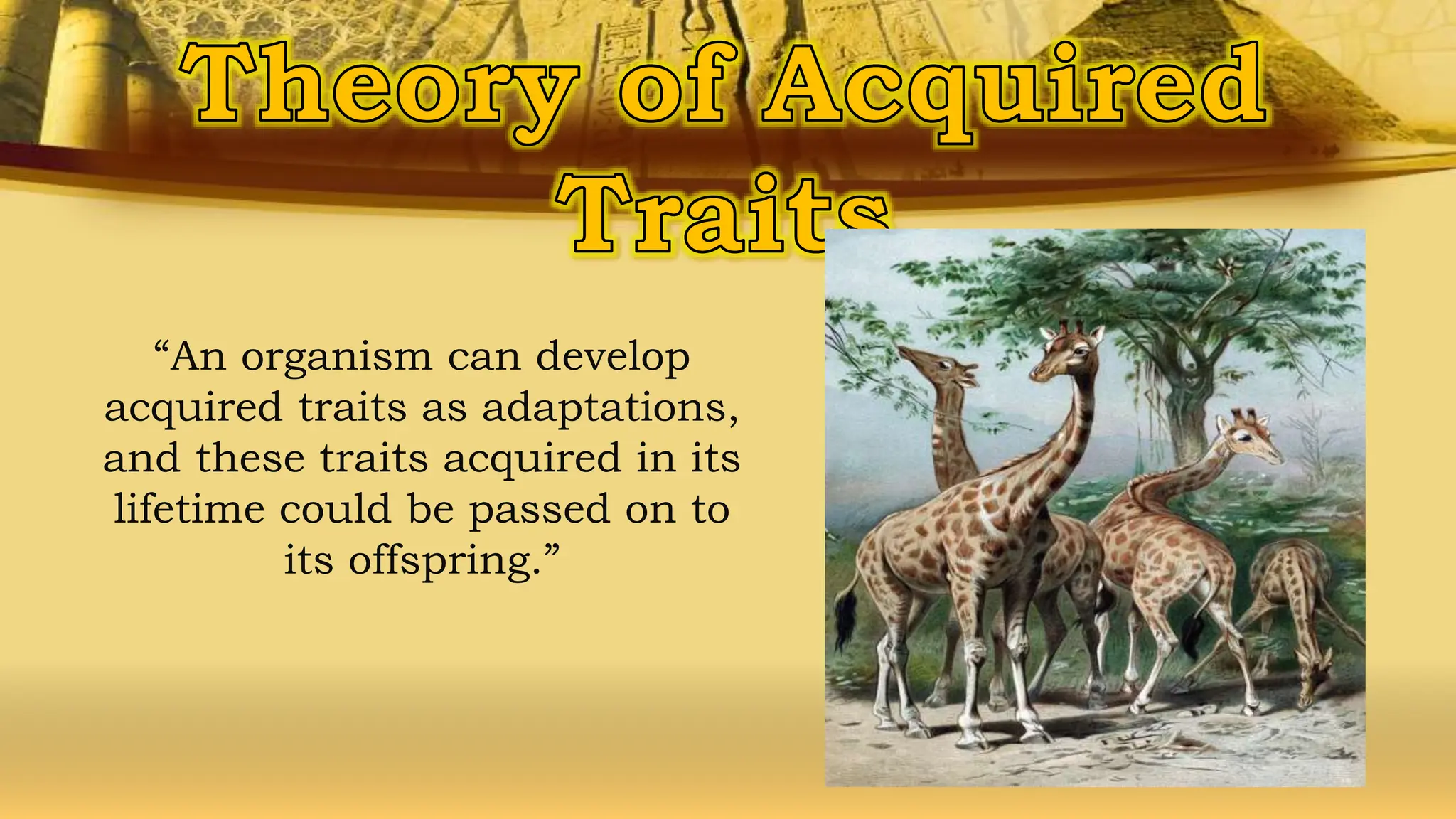 “An organism can develop
acquired traits as adaptations,
and these traits acquired in its
lifetime could be passed on to
its offspring.”
 