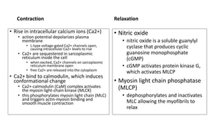 Contraction
• Rise in intracellular calcium ions (Ca2+)
• action potential depolarizes plasma
membrane
• L-type voltage-gated Ca2+ channels open,
causing intracellular Ca2+ levels to rise
• Ca2+ are sequestered in sarcoplasmic
reticulum inside the cell
• when excited, Ca2+ channels on sarcoplasmic
reticulum membrane open
• free Ca2+ are released into the cytoplasm
• Ca2+ bind to calmodulin, which induces
conformational change
• Ca2+-calmodulin (CaM) complex activates
the myosin light-chain kinase (MLCK)
• this phosphorylates myosin light chain (MLC)
and triggers actin-myosin binding and
smooth muscle contraction
Relaxation
• Nitric oxide
• nitric oxide is a soluble guanylyl
cyclase that produces cyclic
guanosine monophosphate
(cGMP)
• cGMP activates protein kinase G,
which activates MLCP
• Myosin light chain phosphatase
(MLCP)
• dephosphorylates and inactivates
MLC allowing the myofibrils to
relax
 