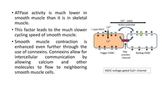 • ATPase activity is much lower in
smooth muscle than it is in skeletal
muscle.
• This factor leads to the much slower
cycling speed of smooth muscle.
• Smooth muscle contraction is
enhanced even further through the
use of connexins. Connexins allow for
intercellular communication by
allowing calcium and other
molecules to flow to neighboring
smooth muscle cells. VGCC-voltage gated Ca2+ channel
 