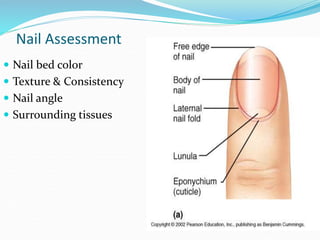 3.Skin, Hair & Nail Assessment.ppt Nursing | PPT