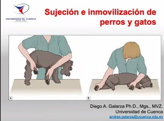 UNOV�ltSK>.AD O• CUONC,,.
<'•-- ,_,
Sujeción e inmovilización de
perros y gatos
'A'
. , •
Diego A. Galarza Ph.D., Mgs., MVZ.
Universidad de Cuenca
andres.aalarza@ucuenca.edu-ec
 