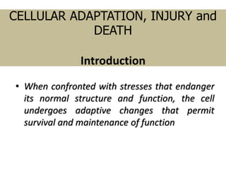CELLULAR ADAPTATION, INJURY and
DEATH
Introduction
• When confronted with stresses that endanger
its normal structure and function, the cell
undergoes adaptive changes that permit
survival and maintenance of function
 