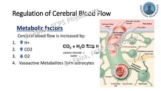 Cerebral circulation with its regulation & Brain metabolism | PDF