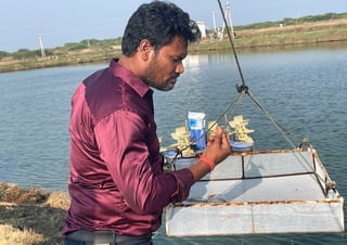 Shrimp condition in checktray during my visit at Ongole