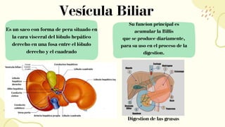 Vesícula Biliar
Es un saco con forma de pera situado en
la cara visceral del lóbulo hepático
derecho en una fosa entre el lóbulo
derecho y el cuadrado
Su funcion principal es
acumular la Billis
que se produce diariamente,
para su uso en el proceso de la
digestion.
Digestion de las grasas
 