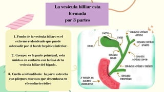 La vesicula billiar esta
formada
por 3 partes
1.Fondo de la vesícula biliar: es el
extremo redondeado que puede
sobresalir por el borde hepático inferior.
2. Cuerpo: es la parte principal, esta
unido o en contacto con la fosa de la
vesícula biliar del hígado,
3. Cuello o infundíbulo: la parte estrecha
con pliegues mucosos que desemboca en
el conducto cístico
 