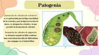 formación de cálculos de colesterol
se ve potenciada por la hipo-movilidad
de la vesícula y por la hipersecreción de
moco, se atrapan los cristales, lo que
permite la formación de cálculos
formación de cálculos de pigmento
se forman cuando la bilis contiene
una concentración alta de bilirrubina
sin conjugar en el árbol biliar
Patogenia
 