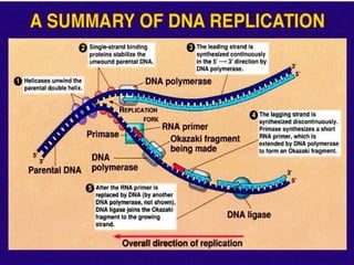 DNA Replication and DNA Repair Mechanism | PPTX