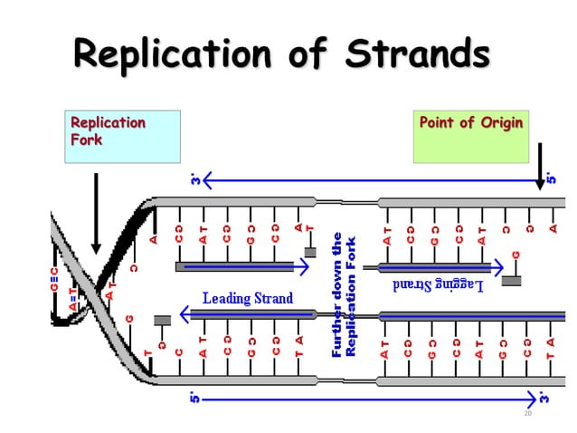 DNA Replication and DNA Repair Mechanism | PPT