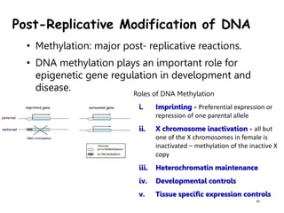 Post Replicative Modification DNA Replication and DNA Repair Mechanism | PPTX
