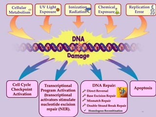 DNA Replication and DNA Repair Mechanism | PPTX
