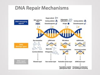 DNA Replication and DNA Repair Mechanism | PPTX