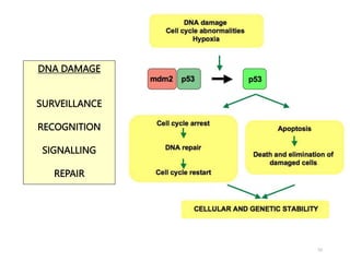 DNA Replication and DNA Repair Mechanism | PPTX