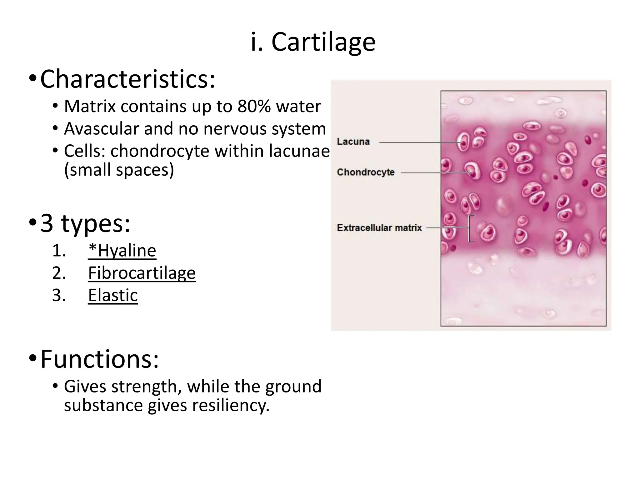 3.+Tissuesanatomy-Instructor+%281%29.pptx