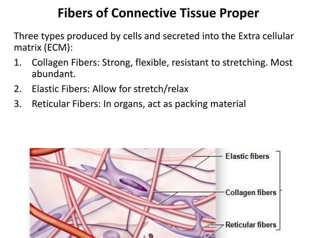 3.+Tissuesanatomy-Instructor+%281%29.pptx