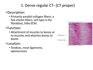 3.+Tissuesanatomy-Instructor+%281%29.pptx