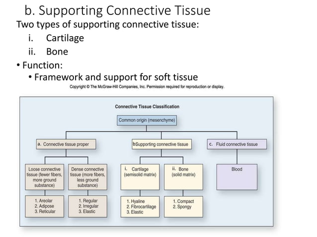 3.+Tissuesanatomy-Instructor+%281%29.pptx