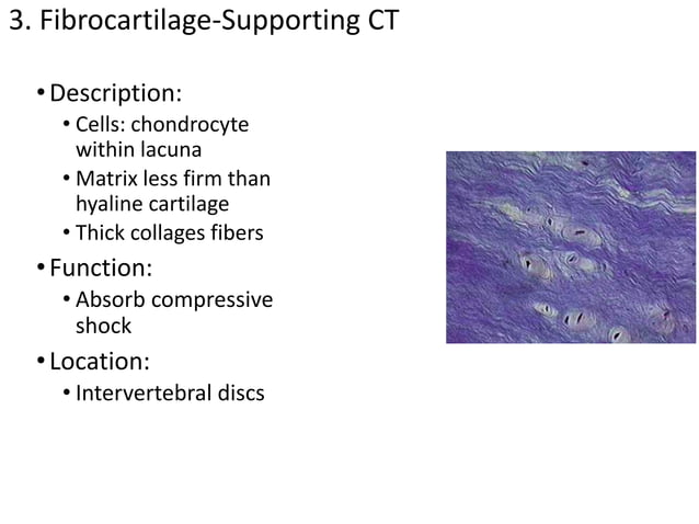 3.+Tissuesanatomy-Instructor+%281%29.pptx