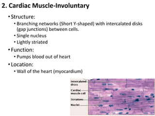 Heart Involuntary 3.+Tissuesanatomy-Instructor+%281%29.pptx