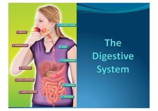 the digestive system with diagrams and labelling | PPT