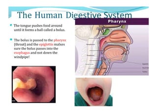 The Human Die
' The tongue pushes food around
until it forms a ball called a bolus.
The bolus is passed to the pharynx
(throat) and the epiglottis malxes
sure the bolus passes into the
esophagus and not down the
windpipe!
Hyt›tij›haryux
 