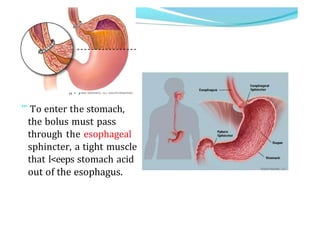 „. ,
’" To enter the stomach,
the bolus must pass
through the esophageal
sphincter, a tight muscle
that l<eeps stomach acid
out of the esophagus.
 