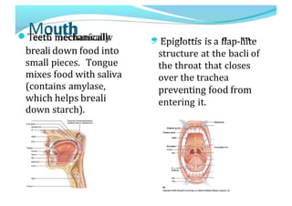 eet
o
C
u
m
t
e
h
chanically
breali down food into
small pieces. Tongue
mixes food with saliva
(contains amylase,
which helps breali
down starch).
> Epiglottis is a flap-lilte
structure at the bacli of
the throat that closes
over the trachea
preventing food from
entering it.
 