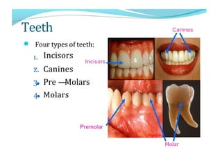 Teeth
Four types of teeth:
Incisors
Incisors
z. Canines
3• Pre —
Molars
4• Molars
Premolar
Canines
Molar
 