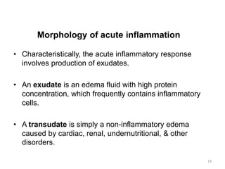 Morphology of acute inflammation
• Characteristically, the acute inflammatory response
involves production of exudates.
• An exudate is an edema fluid with high protein
concentration, which frequently contains inflammatory
cells.
• A transudate is simply a non-inflammatory edema
caused by cardiac, renal, undernutritional, & other
disorders.
19
 