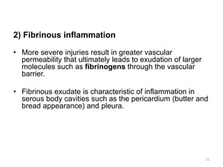 2) Fibrinous inflammation
• More severe injuries result in greater vascular
permeability that ultimately leads to exudation of larger
molecules such as fibrinogens through the vascular
barrier.
• Fibrinous exudate is characteristic of inflammation in
serous body cavities such as the pericardium (butter and
bread appearance) and pleura.
21
 