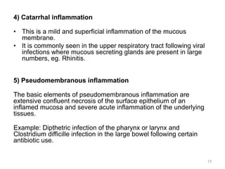 4) Catarrhal inflammation
• This is a mild and superficial inflammation of the mucous
membrane.
• It is commonly seen in the upper respiratory tract following viral
infections where mucous secreting glands are present in large
numbers, eg. Rhinitis.
5) Pseudomembranous inflammation
The basic elements of pseudomembranous inflammation are
extensive confluent necrosis of the surface epithelium of an
inflamed mucosa and severe acute inflammation of the underlying
tissues.
Example: Dipthetric infection of the pharynx or larynx and
Clostridium difficille infection in the large bowel following certain
antibiotic use.
23
 