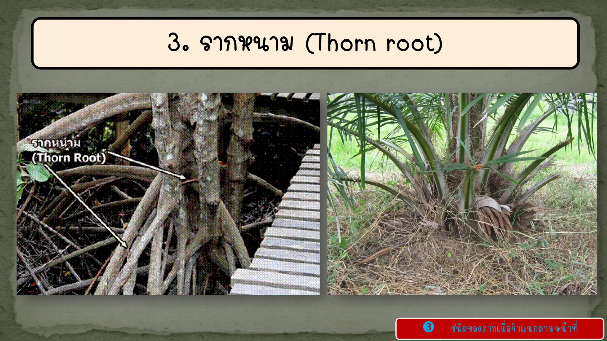 Triarch Root 3.Chapter 3 หน้าที่และชนิดของราก(Plant root)1.pdf