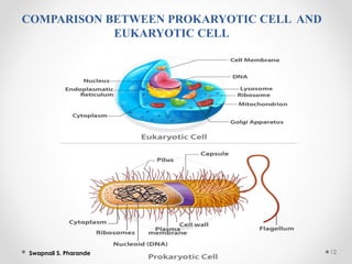 COMPARISON BETWEEN PROKARYOTIC CELL AND
EUKARYOTIC CELL
12
Swapnali S. Pharande
 