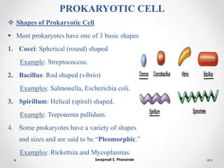 PROKARYOTIC CELL
❖ Shapes of Prokaryotic Cell
▪ Most prokaryotes have one of 3 basic shapes
1. Cocci: Spherical (round) shaped
Example: Streptococcus.
2. Bacillus: Rod shaped (vibrio)
Examples: Salmonella, Escherichia coli.
3. Spirillum: Helical (spiral) shaped.
Example: Treponema pallidum.
4. Some prokaryotes have a variety of shapes
and sizes and are said to be “Pleomorphic.”
Examples: Rickettsia and Mycoplasmas.
8
Swapnali S. Pharande
 
