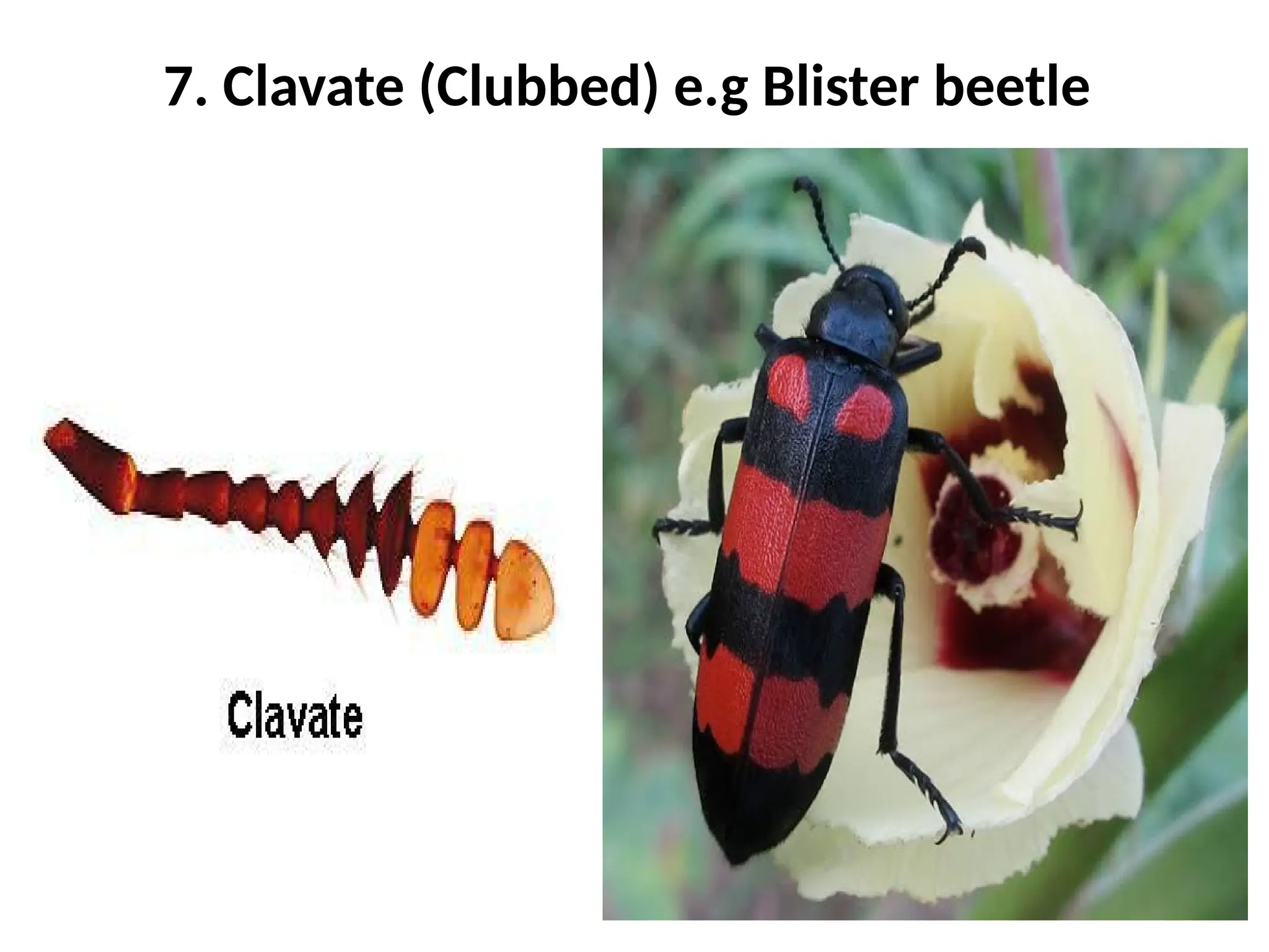 3. Types of insect heads and antennae.pptx