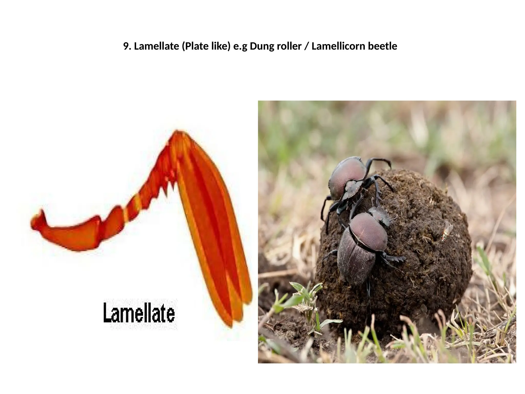 3. Types of insect heads and antennae.pptx