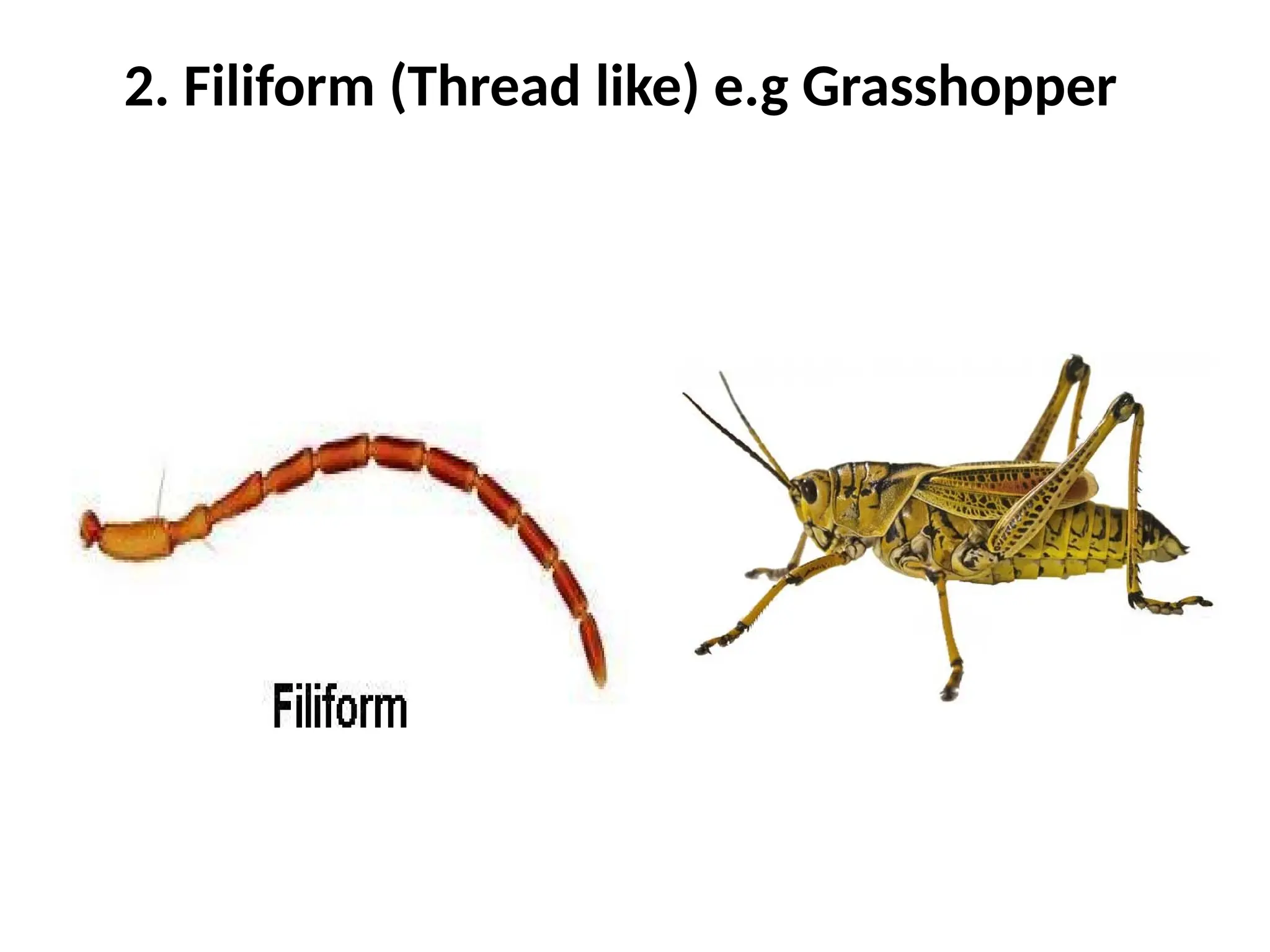 3. Types of insect heads and antennae.pptx