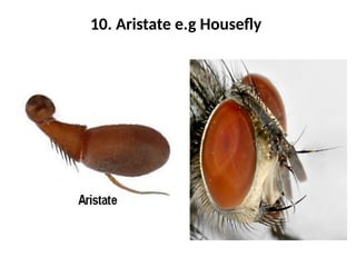 3. Types of insect heads and antennae.pptx