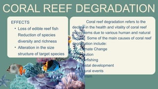 Coral reef degradation refers to the
decline in the health and vitality of coral reef
ecosystems due to various human and natural
factors. Some of the main causes of coral reef
degradation include:
• Climate Change
• Pollution
• Overfishing
• coastal development
• Natural events
• Tourism
CORAL REEF DEGRADATION
EFFECTS
• Loss of edible reef fish
Reduction of species
diversity and richness
• Alteration in the size
structure of target species
 