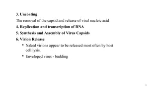 11
3. Uncoating
The removal of the capsid and release of viral nucleic acid
4. Replication and transcription of DNA
5. Synthesis and Assembly of Virus Capsids
6. Virion Release
• Naked virions appear to be released most often by host
cell lysis.
• Enveloped virus - budding
 