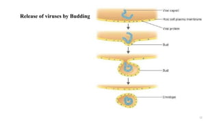 12
Release of viruses by Budding
 
