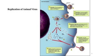 13
Replication of Animal Virus
 