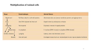 14
Multiplication of Animal cells
 