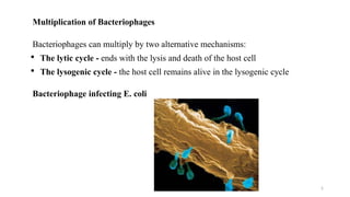 5
Multiplication of Bacteriophages
Bacteriophages can multiply by two alternative mechanisms:
• The lytic cycle - ends with the lysis and death of the host cell
• The lysogenic cycle - the host cell remains alive in the lysogenic cycle
Bacteriophage infecting E. coli
 