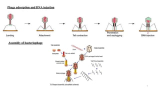7
Phage adsorption and DNA injection
Assembly of bacteriophage
 