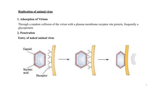 9
Replication of animal virus
1. Adsorption of Virions
Through a random collision of the virion with a plasma membrane receptor site protein, frequently a
glycoprotein
2. Penetration
Entry of naked animal virus
 
